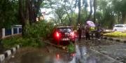 Pohon di Depan Pengadilan Tangerang Roboh Timpa 2 Mobil