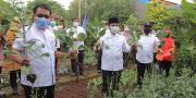 KWT di Kota Tangerang Panen Sayur, Ringankan Pengeluaran Saat Pandemi