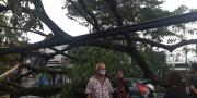 Sejumlah Pohon Besar di Kota Tangerang Tumbang hingga Bikin Macet