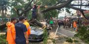 Pemkot Tangerang Sediakan Santunan Bagi Korban Pohon Tumbang, Ini Syaratnya