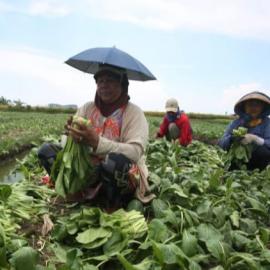 Akibat Banjir, Petani Sayur-mayur di Tangerang Terancam Gagal Panen 