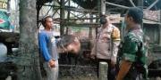 Ditemukan Lima Hewan Terkena Penyakit Mulut dan Kuku di Kabupaten Tangerang