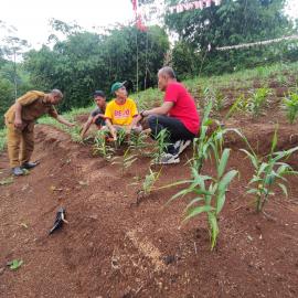Warga Baduy Luar Diajari Jadi Petani Jahe Merah Berkualitas di Lebak Banten