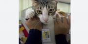 Soleh, Kucing yang Diangkat Jadi PNS di Kantor Pajak Serpong Tangsel