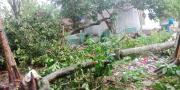 Penting, Begini Cara Klaim Asuransi Pohon Tumbang Via Online di Tangerang