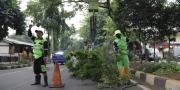 Begini Cara Klaim Asuransi Korban Pohon Tumbang di Kota Tangerang