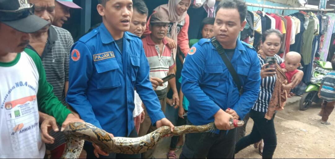 Personel BPBD Kota Tangerang berhasil menangkap ular jenis sanca yang masuk ke rumah warga, di Jalan Bulak Kambing, Kelurahan Jurumudi, Kecamatan Benda, Kota Tangerang, Selasa (12/11/2019).