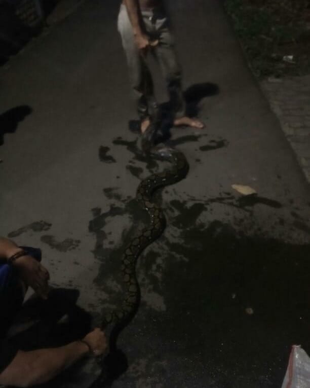 Empat remaja di Pondok Kacang Timur menangkap ular sanca kembang 4 meter, Jumat (10/7/2020) dini hari