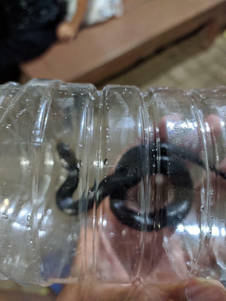 Seekor anak ular jenis Cobra Jawa berada di dalam botol minuman, Kota Tangerang, Rabu (30/12/2020).