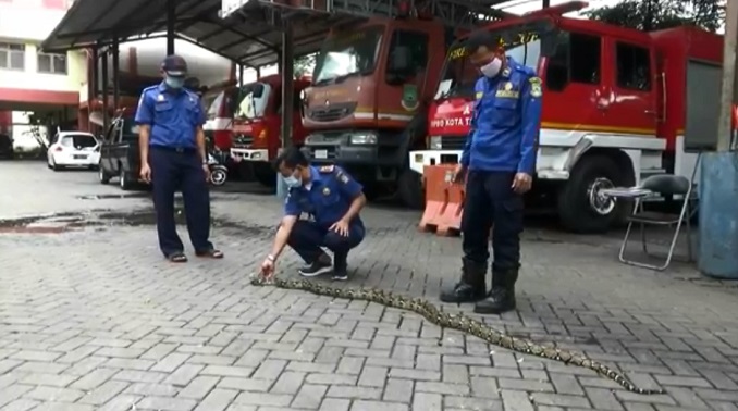 Petugas badan penanggulangan bencana daerah BPBD Kota Tangerang saat mengevakuasi seekor ular jenis sanca kembang sepanjang empat meter, Selasa (26/1/2021).