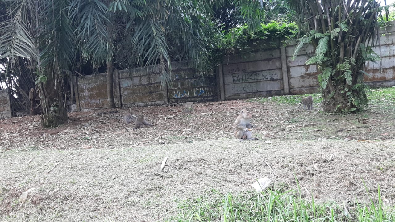 Kawanan monyet liar dengan jumlah cukup banyak, tampak di sisi Jalan Raya Serpong,tepatnya di kawasan Puspiptek, Muncul, Setu, Tangerang Selatan, Senin, 16 Agustus 2021 siang.