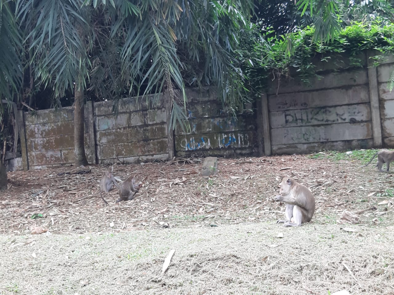 	Kawanan monyet liar dengan jumlah cukup banyak, tampak di sisi Jalan Raya Serpong,tepatnya di kawasan Puspiptek, Muncul, Setu, Tangerang Selatan, Senin, 16 Agustus 2021 siang.