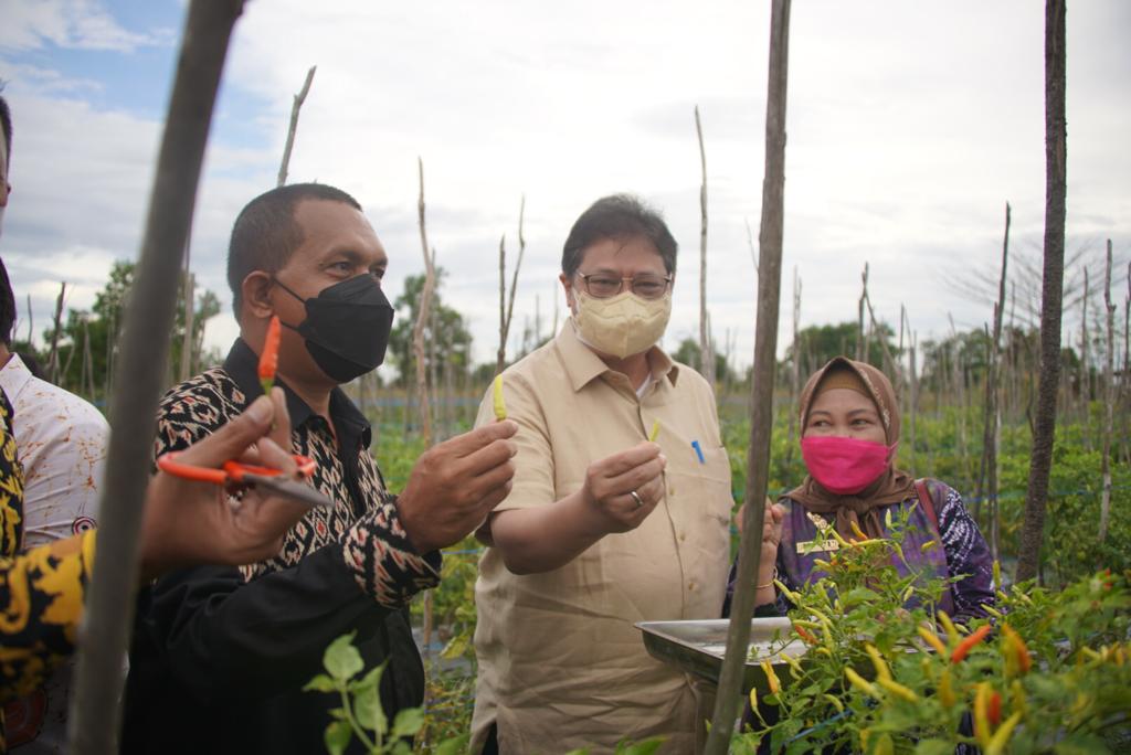 Menteri Koordinator Bidang Perekonomian Airlangga Hartarto saat menunjukan hasil panen cabai.