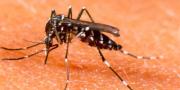 Indonesia Perlu Waspadai Penyebaran Virus Zika