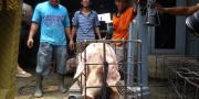 Peternak Babi di Nelgasari Tangerang  Siap Pasang Badan 