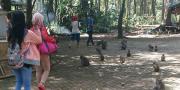 Menikmati Hutan Monyet di Solear Tangerang