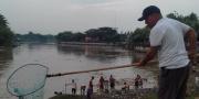 Ikan Mabuk di Sungai Cisadane Jadi Rebutan Warga  