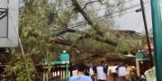 Pohon Asem Tumbang, Timpa Brio di depan Kantor Kelurahan Serua