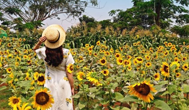 Berfoto Kece di Taman  Bunga  Matahari  SDC Serpong  Berfoto Kece di Taman  Bunga  Matahari  SDC Serpong