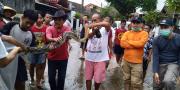 Ular Sanca 4 Meter Ditangkap Warga di Area Banjir Bencongan