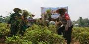 Lahan Ketahanan Pangan Akabri 89 di Cibodas Panen Perdana