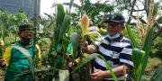 SMPN 25 Tangerang Panen Hortikultura di Tengah Pandemi COVID-19 