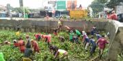 Antisipasi Banjir, 12 Truk Enceng Gondok Diangkut dari Situ Tangsel
