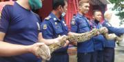 Sepekan Terakhir, Ular Kobra Hingga Piton Ditemukan di Pemukiman Warga Tangsel