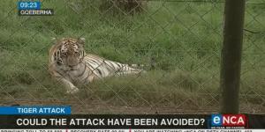 Penjaga Kebun Binatang Tewas Mengenaskan Diterkam Harimau