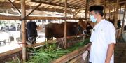 Pemeriksaan Ternak Sapi di Kota Tangerang Diperketat Waspadai Wabah Penyakit Mulut dan Kuku