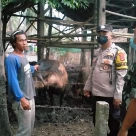 Penyakit Mata dan Kuku Hewan Ternak, Polresta Tangerang Kontrol Peternakan  