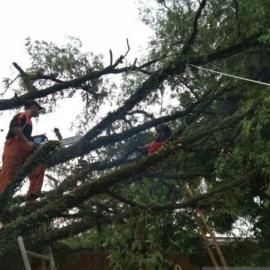 Tiga Rumah di Tangerang Rusak Tertimpa Pohon Tumbang, BPBD: Waspada Cuaca Ekstrem