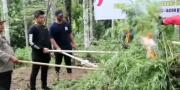 Polda Banten Bakar Ladang Ganja Seluas 3 Hektare yang Ditemukan di Aceh Utara