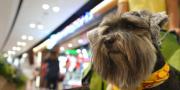 Bisa Ajak Main Hewan Peliharaan, 4 Mal di Tangerang Ini Pet Friendly